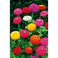 thumbnail image 4 of GSDWIUEW 10+ Zinnia Graceful California Giant-Flower Mix, 4 of 8