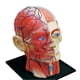 thumbnail image 2 of Medical-Torso Human Body Model Education Head Muscles Nerve Organs Model for Student Teaching Study, 2 of 5