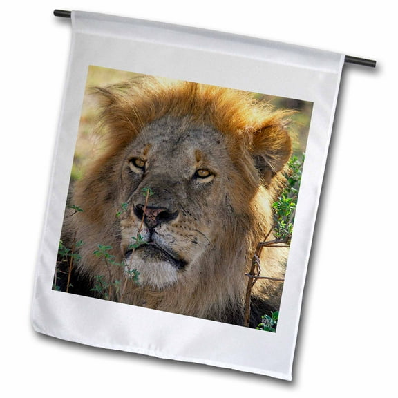 3dRose, Lion Masai Mara National Park Kenya Africa, 18 x 27 inch Garden Flag