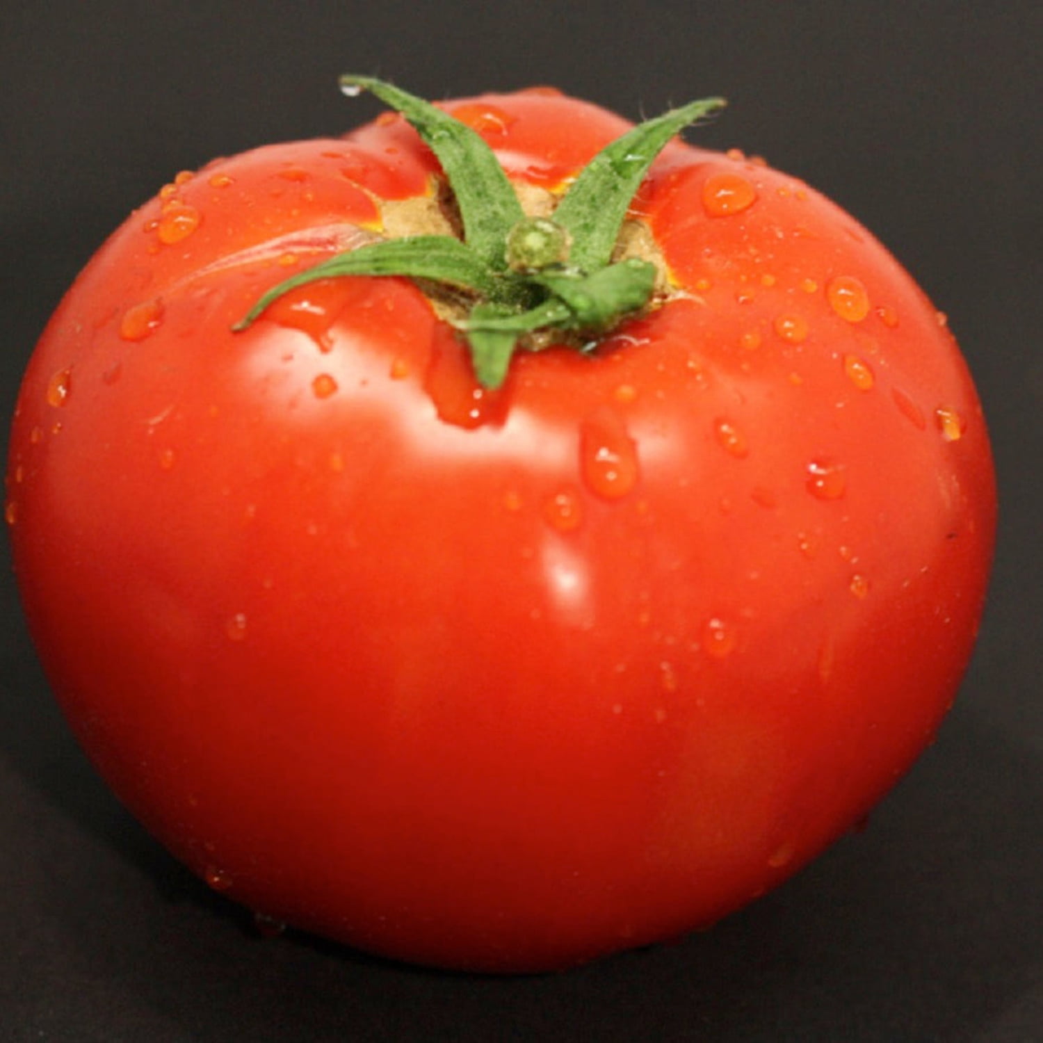 Proven Winners 4" Tempting Tomatoes Garden Treasure Slicing Tomato Live Plant in 4.25" Pot (4 Count)