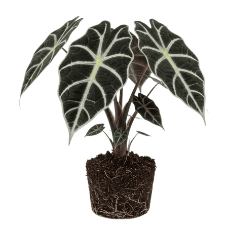Black Alocasia Live Plant, Alocasia Plant, 4 to 6 Inches Height, Easy Care Houseplant, Heart-shaped Foliage, Home and Office Decoration
