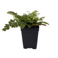 thumbnail image 2 of Himalayan Maidenhair Fern - Adiantum venustum - 2.5" Pot, 2 of 3