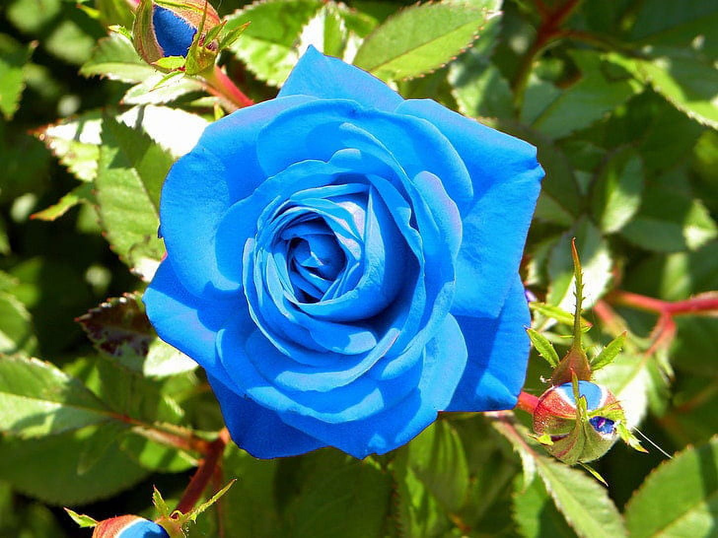 Rare Light Blue Rose Flower Seeds Garden Plant, (Buy 1 Get 1 15% Off)