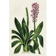 thumbnail image 2 of Bessa, Pancrace 23x32 Gold Ornate Wood Framed with Double Matting Museum Art Print Titled - Antique Floral Folio II, 2 of 4