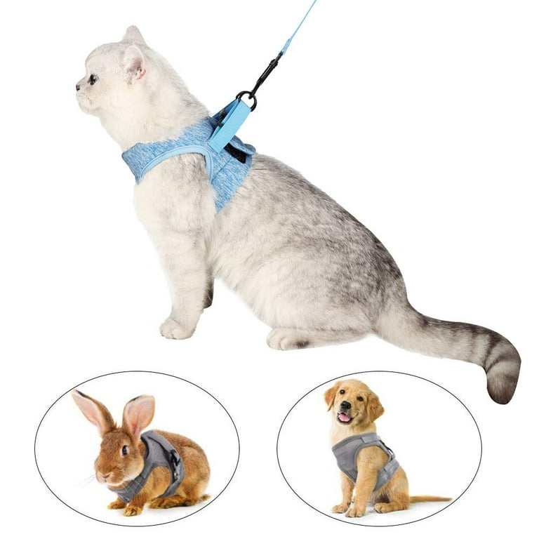 Walmart kitten collar cheap