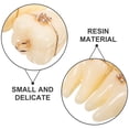 thumbnail image 3 of GETAJGHSD 5Pcs Beige Resin Tooth Pendant Charms with Brace for Jewelry Making Accessories, 3 of 8