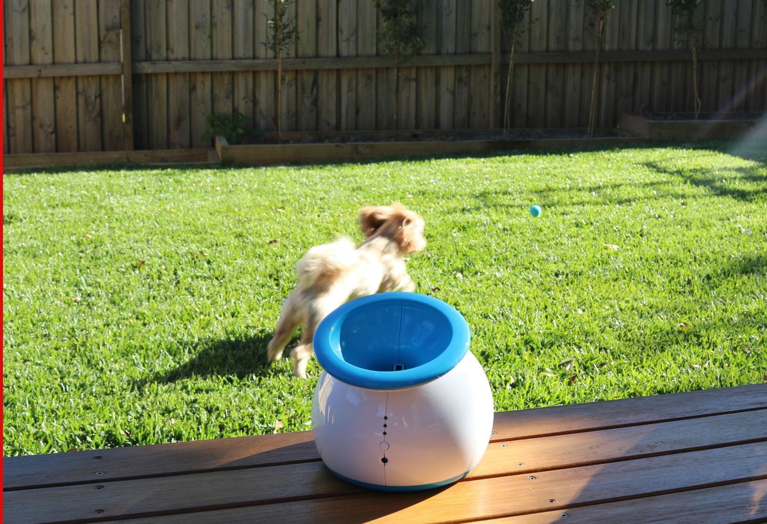 iFetch Lanceur de balle automatique pour chiens