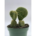 thumbnail image 2 of BubbleBlooms Crested Bunny Ears Cactus, Rare Opuntia microdasys, 4 inch Pot, 2 of 8