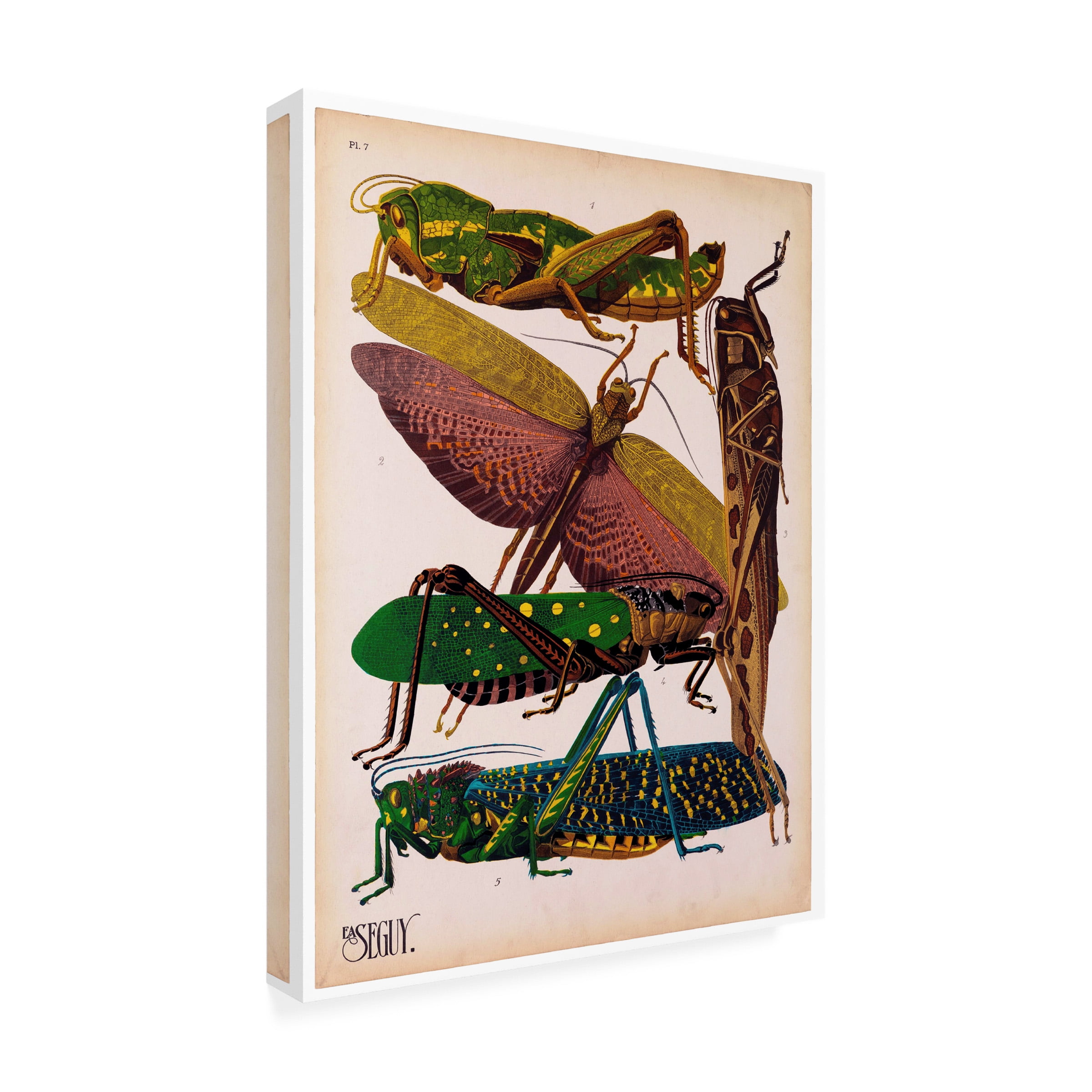 Print Collection 'Insects Plate 16' Canvas Art