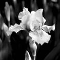 thumbnail image 2 of Donovan, Kelly 26x26 White Modern Wood Framed Museum Art Print Titled - Dramatic Iris, 2 of 4