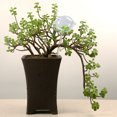 thumbnail image 4 of Self Watering Spike Creative Glass Drip Irrigation Plant Waterer Plant Spike, 4 of 6