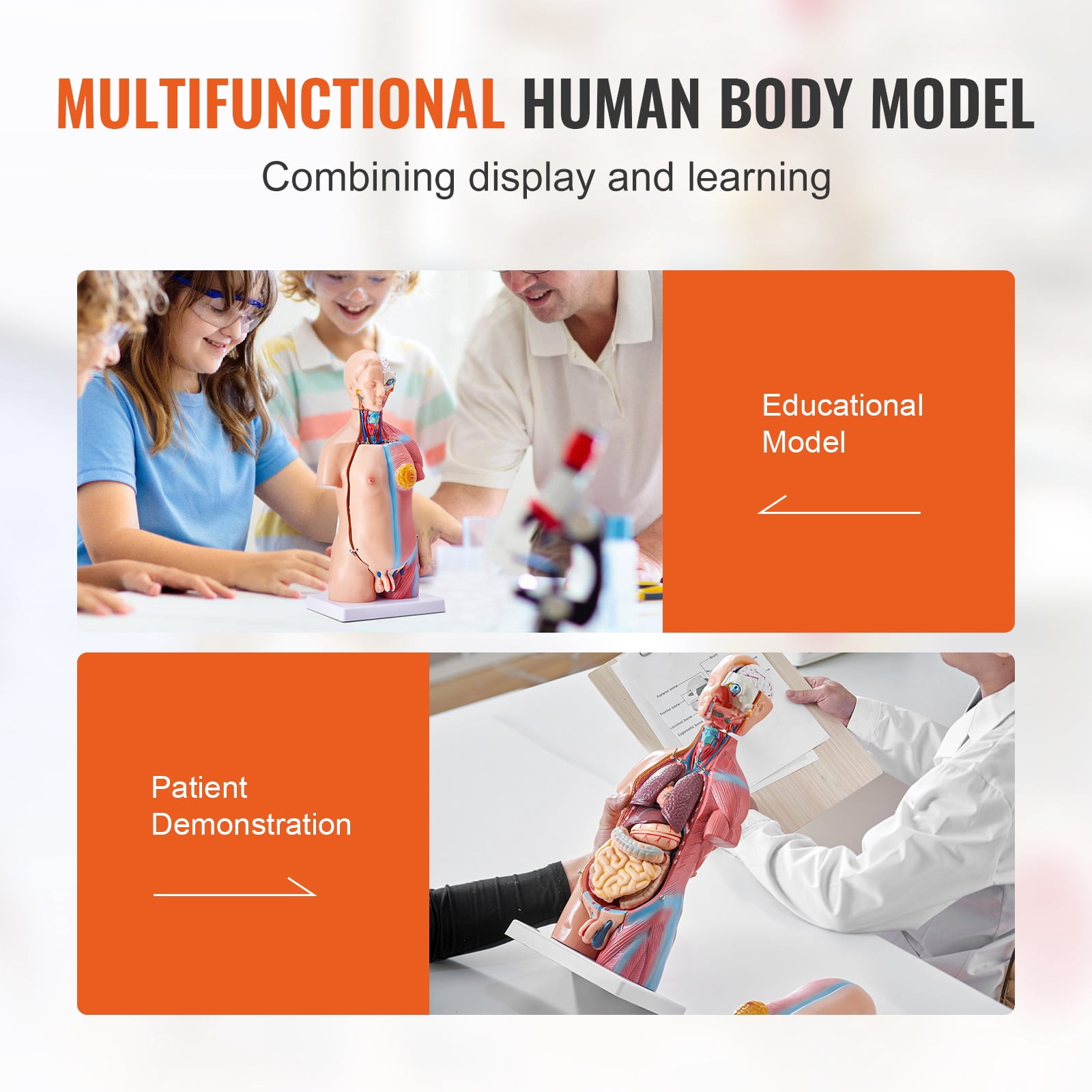KFFKFF Anatomical Representation of Human Body, 18 inch, 23 Component Unisex Human Torso Skeleton Model with Detachable Organs, Instructional Aid for Student's Scientific Knowledge Enhancement