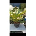 thumbnail image 2 of Anthurium Hookeri variegated XL 3 ft tall - Get similar, 2 of 4