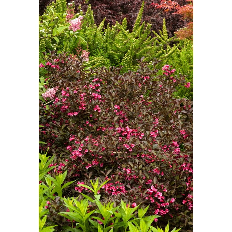 スポーツトイ・アクショントイ Hydrangea Cattleya / Fervent Red Hydrangea Cattleya / Fervent Red