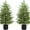 2PC, variant on Grinzy 4FT Pre-Lit Artificial Norfolk Pine Christmas Tree – Realistic Potted Tree with 100 LED Lights & 8-Function Battery Box, Pre-Assembled Faux Holiday Décor for Indoor Use