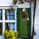 thumbnail image 5 of Colgante repelente de búho | Ahuyentador de aves para jardines, patios y balcones | Decoración de espantapájaros con campanillas de viento, 5 of 5