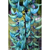 Blue Jade Plant - Hawaii United States of America Poster Print by Scott Mead - 24 x 38 - Large
