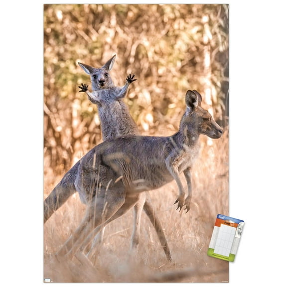 The Comedy Wildlife Photography Awards: Lara Mathews - Boing Wall Poster, 14.725" x 22.375"