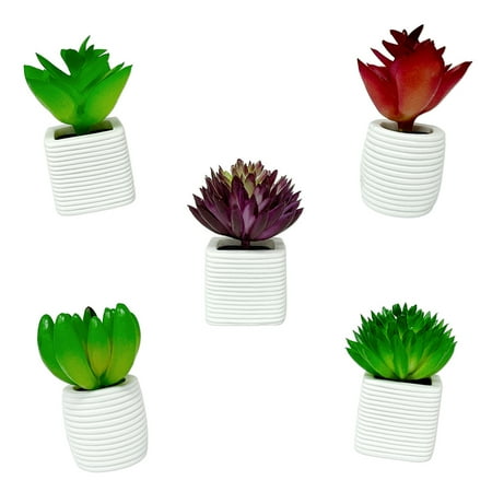 

Wrapables 3D Resin Fridge Magnets Food Simulation Succulents Famous Faces Refrigerator Magnets for Kitchen (Set of 5) Succulent