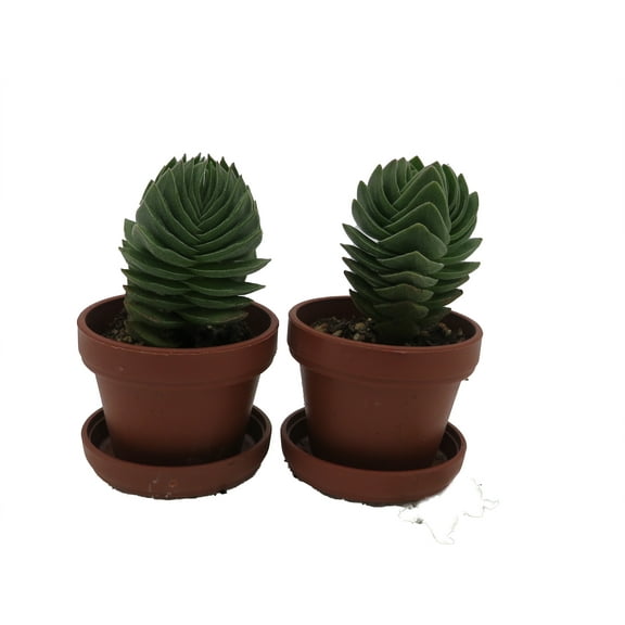 Crassula Buddha's Temple - 1" Pots - 2 Pack - Succulent