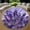 Amethyst, variant on Round Rug, Amethyst Cute Design Soft Washable Carpet, Non-Slip Floor Mat for Living Room Bedroom Home Decor 24 Inch