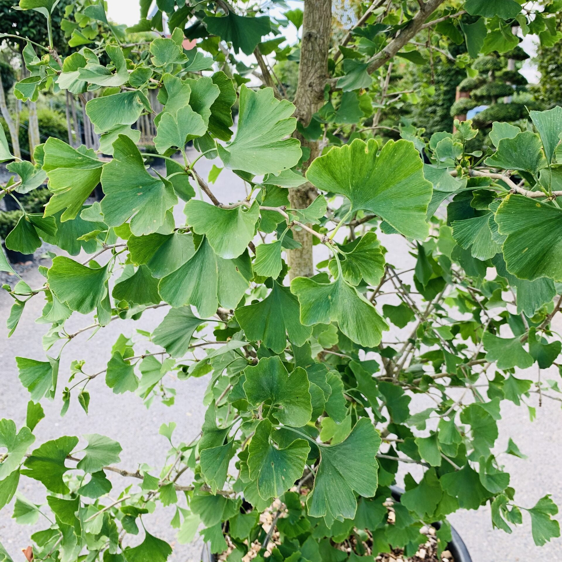 Ginkgo Biloba Tree ( Maidenhair ) - Live Plant - ( 2.5 QT )