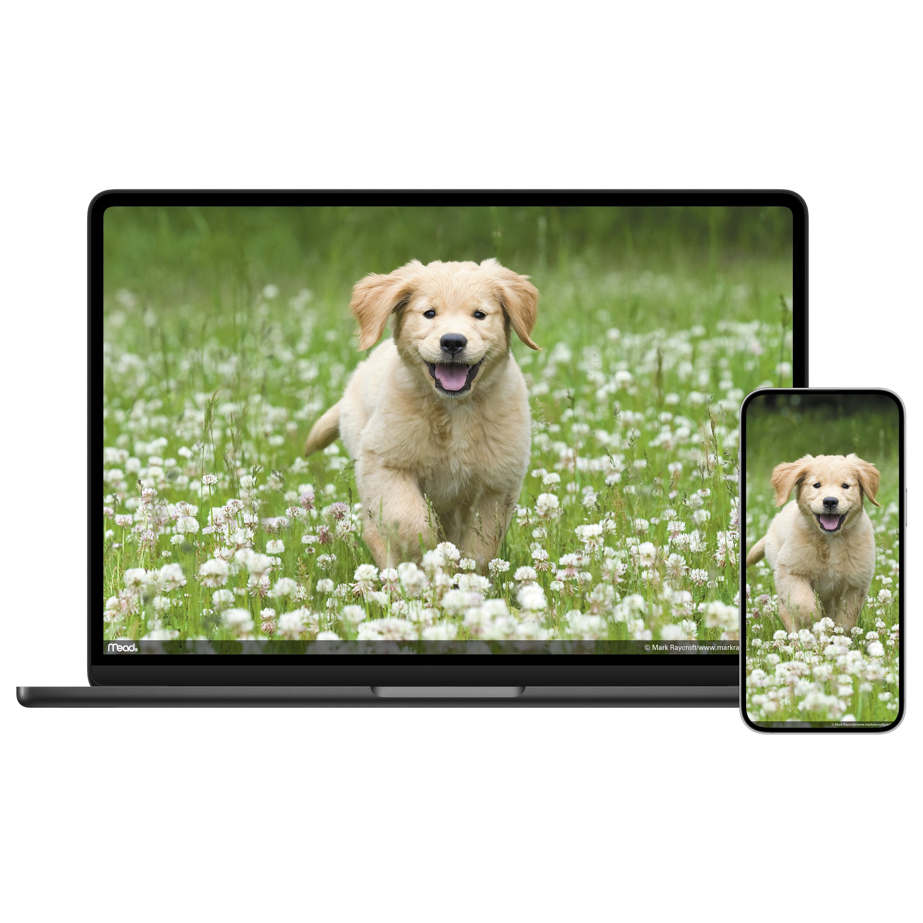 Puppies 2024 Monthly Wall Calendar 12 x 12 - Wall Calendars