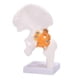 thumbnail image 4 of Life Size Hip Bone Model - Hip Joint Model with Flexible Ligaments and Bony Landmarks Human Hip Joi, 4 of 5