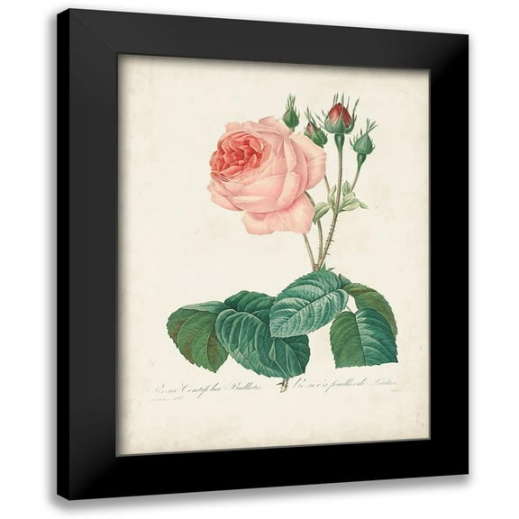 Redoute, Pierre 12x14 Black Modern Framed Museum Art Print Titled - Vintage Redoute Roses I