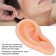thumbnail image 2 of Modelo de oreja, modelo de oreja izquierda de silicona suave profesional Muestra de pantalla de oreja falsa para herramienta de ense?anza práctica de estudio(Oreja derecha) Saludable Fugacal  NO, 2 of 7