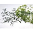 thumbnail image 2 of Herb Dill, Long Island Mammoth Seeds, 2 of 3