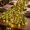 D, variant on RBCKVXZ 6Ft Artificial Norfolk Pine Garlands, Winter Soft Needle Christmas Tree Garland, Faux Green Artificial Greenery Garland for Table, Mantle, Wall, Door, Christmas Decorations for Home