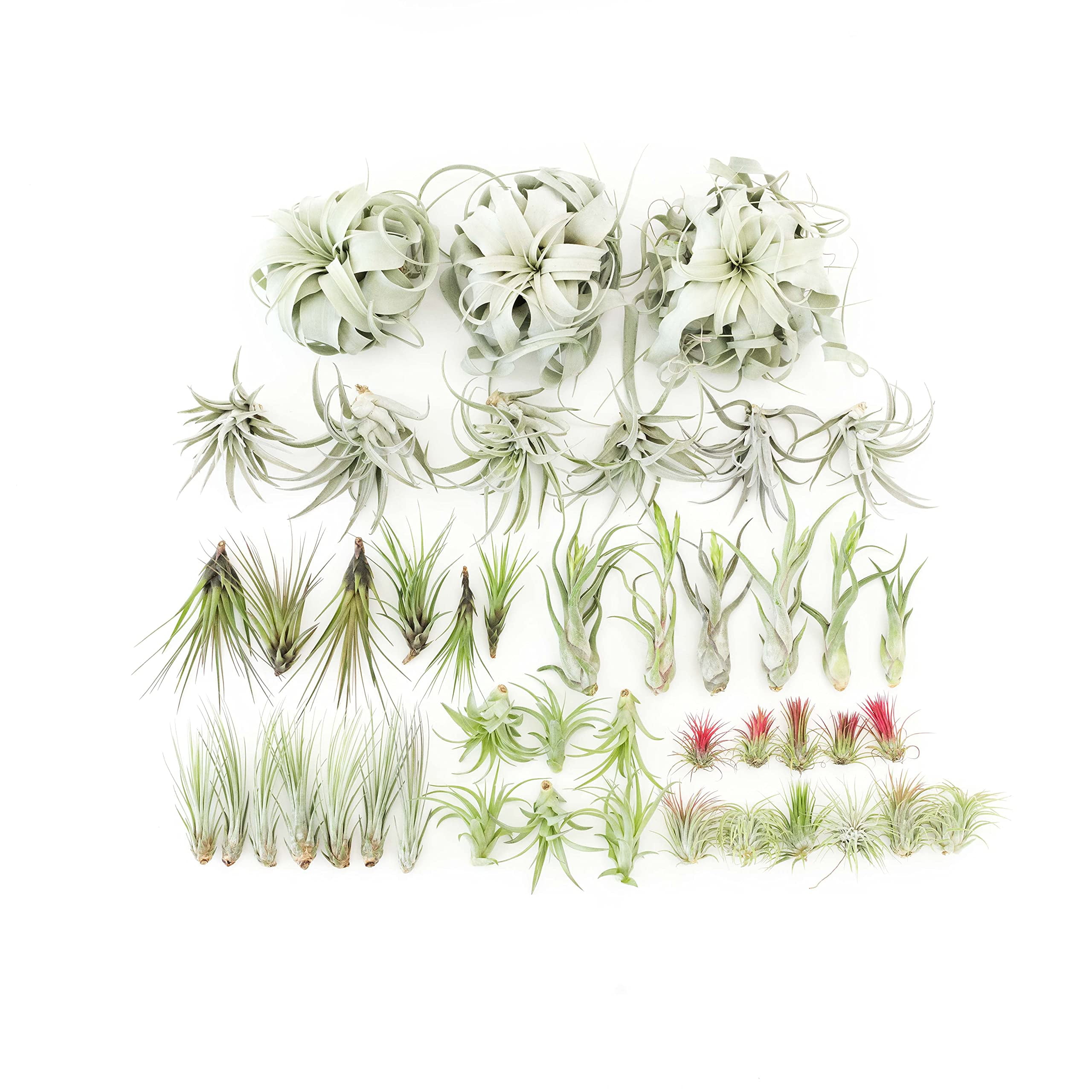 48 Air Plant Variety Pack Live Tillandsia Succulent House Plants