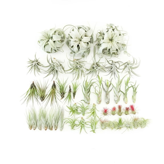 48 Air Plant Variety Pack - Live Tillandsia Succulent House Plants - Wholesale and Bulk - Home and Garden Decor - Easy Care Indoor and Outdoor Plants