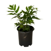 Expert Gardener Holly Fern (2.5 Quart) Semi-evergreen perennial with glossy green foliage - part sun to shade plant