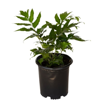 Expert Gardener Holly Fern (2.5 Quart) Semi-evergreen perennial with glossy green foliage - part sun to shade plant