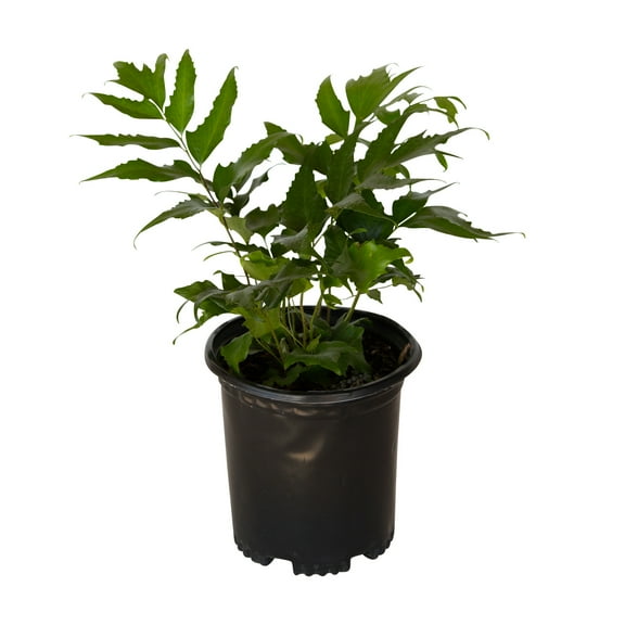 Expert Gardener Holly Fern (2.5 Quart) Semi-evergreen perennial with glossy green foliage - part sun to shade plant