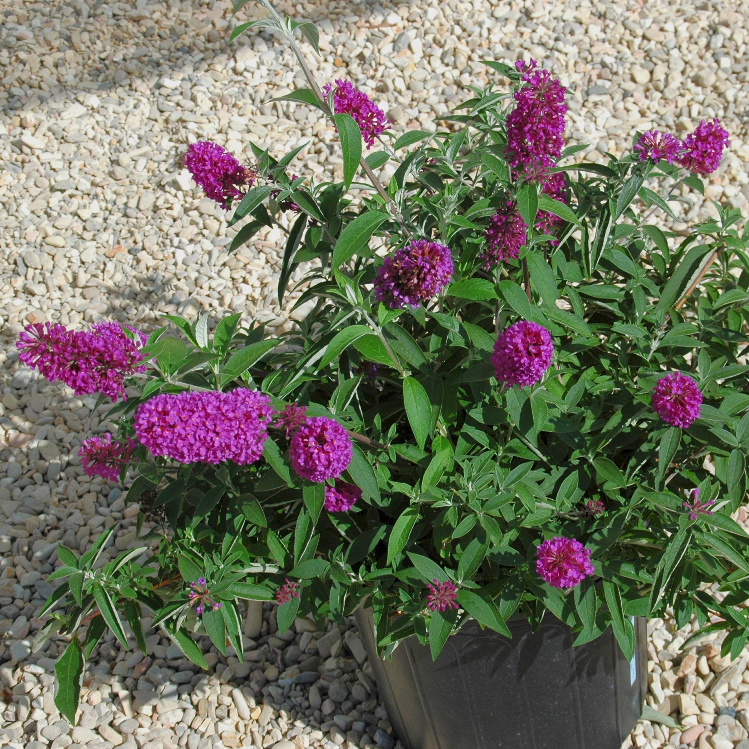 4 in. Buddleia Tutti Fruiti Live Shrub with Multicolor Flowers (3-Pack)