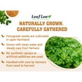 thumbnail image 5 of LeafLea 80 Premium Fenugreek Tea Bags, Natural Fenugreek Seed for Toasty Flavor & Sweet Aroma, Caffeine-Free, Sugar-Free, Vegan, 5 of 17