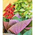 thumbnail image 3 of TomorrowSeeds - Vietnamese Perilla (Shiso) Seeds - 500+ Count - For 2026 Planting Jeok Ssam Ip La, 3 of 10