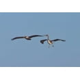 thumbnail image 2 of Peterson, Lee 24x18 Black Ornate Wood Framed with Double Matting Museum Art Print Titled - Pelicans in Flight II, 2 of 4