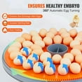 thumbnail image 5 of VEVOR 48 Egg Incubator, Incubators for Hatching Eggs, 360 °   Automatic Egg Turner with Temperature and Humidity Display, 48 Eggs Poultry Hatcher with ABS Transparent Shell for Chicken, Duck, Quail, 5 of 7