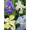 thumbnail image 3 of Mixed Siberian Iris sibirica - 9 root divisions, 3 of 3
