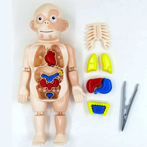 Jouets de modèle de corps humain pour enfants, ensemble d'affichage  réaliste d'anatomie humaine (cerveau, corps, cœur, squelette), outils de  démonstration en classe, accessoires pour enseignants