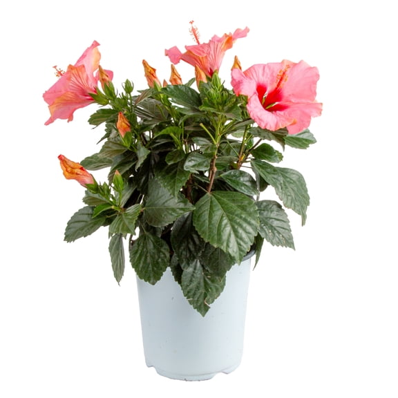 Island Blooms by Costa Farms 1G Hibiscus HibisQs Pink Bush Live Plant, Full Sun, Direct Sunlight, Live Flowering Outdoor Plant