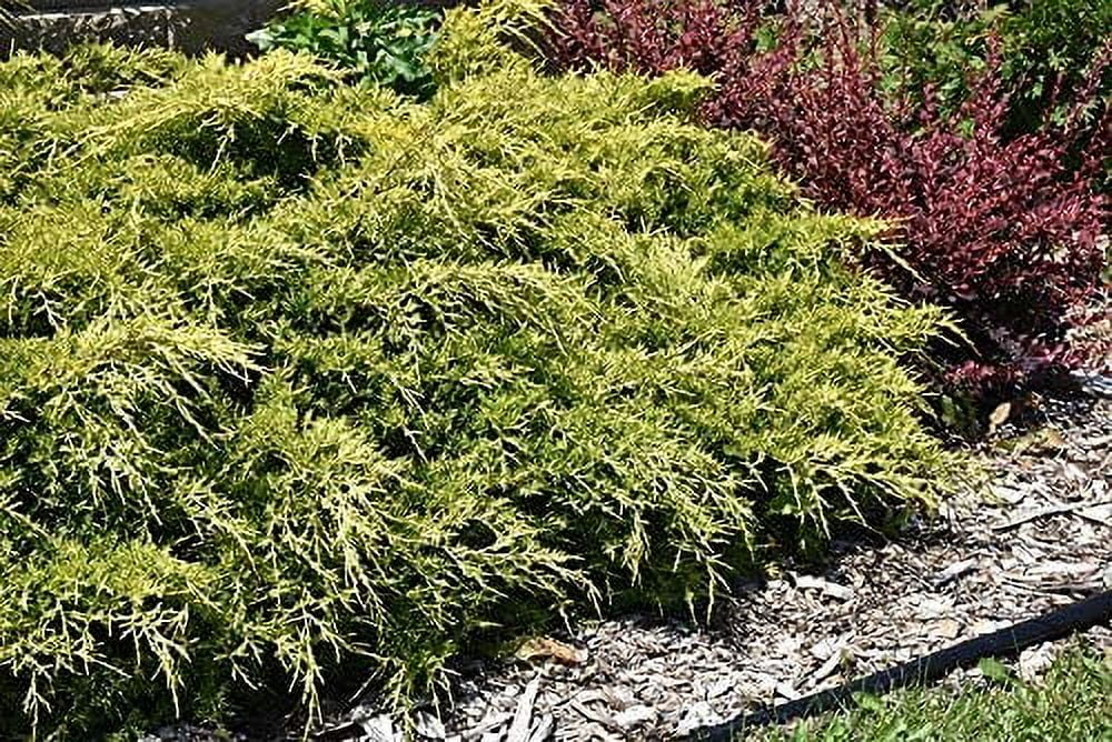 Gold Lace Juniper - 3 Live Plants - Juniperus Chinensis - Evergreen Groundcover