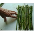 thumbnail image 2 of 20 Thin Hybrid Willow Trees - Pencil Sizer or Smaller - Grow 20 Trees, 2 of 3