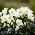 QAUZUY GARDEN 20+ Seeds MMF7 Lenten Christmas Rose Seeds Black