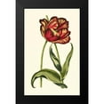 thumbnail image 2 of Vision Studio 10x14 Black Modern Framed Museum Art Print Titled - Vintage Tulips VI, 2 of 5