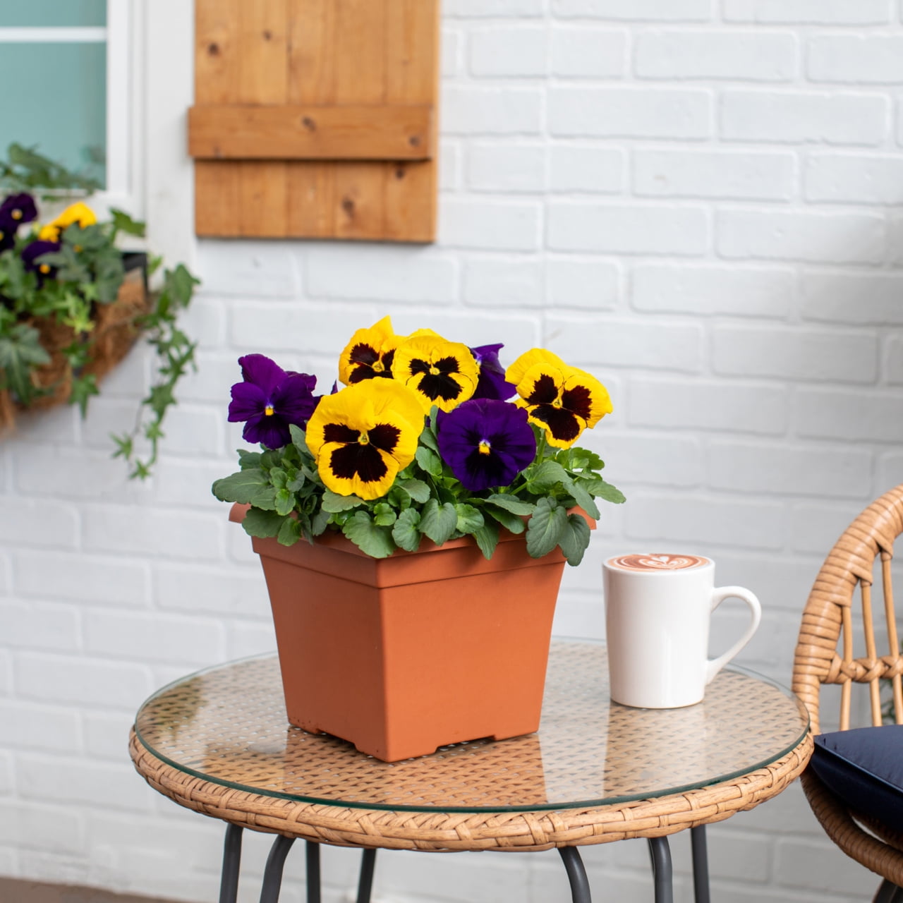 Expert Gardener 1gal Blue Yellow Pansy Live Annual Plant Decorative Pot Sun